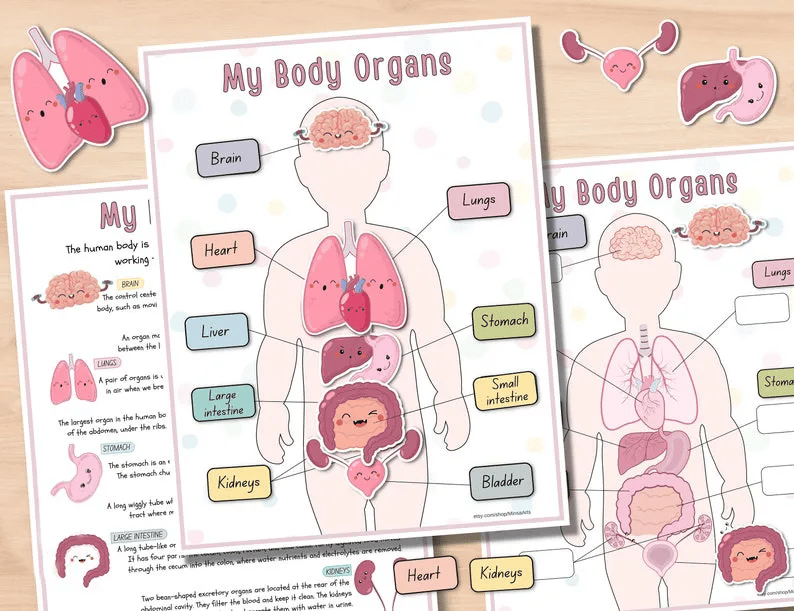🔥Hot Sell 49% Off🧒Human Anatomy Busy Book
